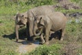 Udawalawe, Sri Lanka: National Park Asian Elephants many rehabilitated from sanctuary Royalty Free Stock Photo