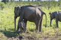 Udawalawe, Sri Lanka: National Park Asian Elephants many rehabilitated from sanctuary Royalty Free Stock Photo