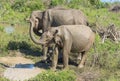 Udawalawe, Sri Lanka: National Park Asian Elephants many rehabilitated from sanctuary Royalty Free Stock Photo