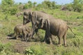 Udawalawe, Sri Lanka: National Park Asian Elephants many rehabilitated from sanctuary