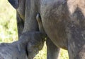 Udawalawe, Sri Lanka: National Park Asian Elephants many rehabilitated from sanctuary Royalty Free Stock Photo