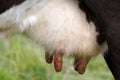 Udder of cow Royalty Free Stock Photo
