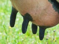 Udder of a cow with black nipples close-up. Capacity with fresh milk