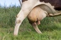 Udder cow and teat close up, pink large mammary veins Royalty Free Stock Photo