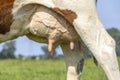 Udder cow and teat close up, soft pink and large mammary veins Royalty Free Stock Photo