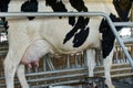 A dairy cowÃ¢â¬â¢s udder which is ready for collecting milk. Royalty Free Stock Photo