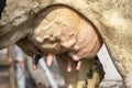 Udder and teat of a cow close up, soft pink and large mammary veins Royalty Free Stock Photo