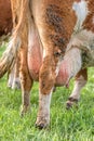 Udder and Teats of a Dairy Milking Cow Royalty Free Stock Photo