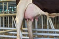 Udder of young cow female for milk production
