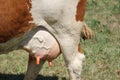 Udders of a cow Royalty Free Stock Photo