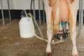 Farm Cow Being Milked.