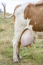 Udders full of milk of a cow Royalty Free Stock Photo