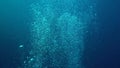 Uderwater bubble in coral of Red sea Sudan