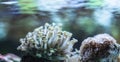 Uderwater Coral Royalty Free Stock Photo