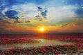 Udon Thani picture of beautiful lotus flower field at the red lotus Panorama View at sunrise