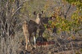 A Kudu Buck Curiously Stere Back Through The Dry Bushes Of Kruger,Natioin,Park South Africa.