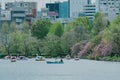 Ueno, Japan, April 7, 2023 : Swan paddle boats for rent at Shinobazu Pond in Ueno Park during cherry blossom season