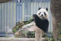 Ueno, Japan - February 24, 2016 : Giant panda bear eating fresh Royalty Free Stock Photo