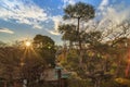 Sunset view on a japanese pine band with burlap binding it into a circle that evokes the moon Royalty Free Stock Photo