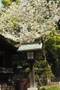 Ueno Park