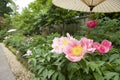 Ueno Toshogu Peony Garden