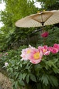 Ueno Toshogu Peony Garden