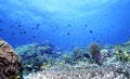 Uepi Shallow Reef Royalty Free Stock Photo