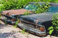 Ufa Russia 1 July 2019: vintage cars abandoned and rusting away in rural wyoming.