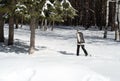 Old Woman Cross Country Skiing in Winter Forest Snow Royalty Free Stock Photo