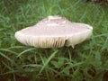 UFO-Shaped Mushroom growing in the green grass