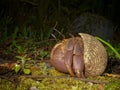 Uga or coconut crab on the south pacific tropical island of Niue