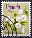 UGANDA - CIRCA 1969 : Cancelled postage stamp printed by Uganda, that shows morning glory flower, circa 1969