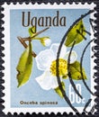 Uganda - circa 1969 : A stamp printed in Uganda shows Snuff-box tree Oncoba spinosa , Native Flora serie, circa 1969