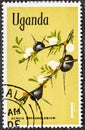 Uganda - circa 1969 : A stamp printed in Uganda shows Whistling Thorn Acacia drepanolobium , Native Flora serie, circa Royalty Free Stock Photo