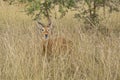 Uganda Kob, Kobus kob thomasi, hiding in the grass Royalty Free Stock Photo