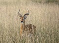 Uganda Kob, Kobus kob thomasi, hiding in the grass in Murchison Falls National Park, Uganda