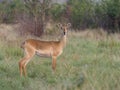 Uganda kob, Kobus kob thomasi Royalty Free Stock Photo