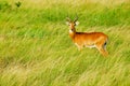 Uganda Kob, Queen Elizabeth National Park, Uganda Royalty Free Stock Photo