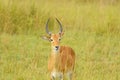 Uganda Kob in the Savannah Royalty Free Stock Photo