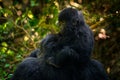 Uganda mountain gorilla with food. Detail head primate portrait with beautiful eyes. Wildlife scene from nature. Africa. Mountain