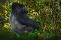 Uganda mountain gorilla with food. Detail head primate portrait with beautiful eyes. Wildlife scene from nature. Africa. Mountain