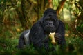 Uganda mountain gorilla with food. Detail head primate portrait with beautiful eyes. Wildlife scene from nature. Africa. Mountain