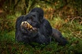 Uganda mountain gorilla with food. Detail head primate portrait with beautiful eyes. Wildlife scene from nature. Africa. Mountain