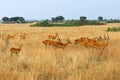 Uganda race kob herd Royalty Free Stock Photo