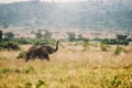 A Uganda safari scene, showing a wild female African elephant walking with her trunk in the air.