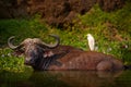 Uganda wildlife. Boffalo in the water with white heron on the back. Funny image from Africa. Cattle egret, Bubulcus ibis, in the Royalty Free Stock Photo