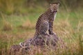 Uganda wildlife. Leopard, Panthera pardus shortidgei, hidden head portrait in the nice orange grass, big wild cat in the nature