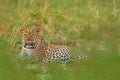 Uganda wildlife. Leopard, Panthera pardus shortidgei, hidden head portrait in the nice orange grass, big wild cat in the nature