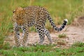 Uganda wildlife. Leopard, Panthera pardus shortidgei, hidden head portrait in the nice orange grass, big wild cat in the nature Royalty Free Stock Photo