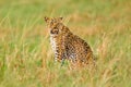 Uganda wildlife. Leopard, Panthera pardus shortidgei, hidden head portrait in the nice orange grass, big wild cat in the nature